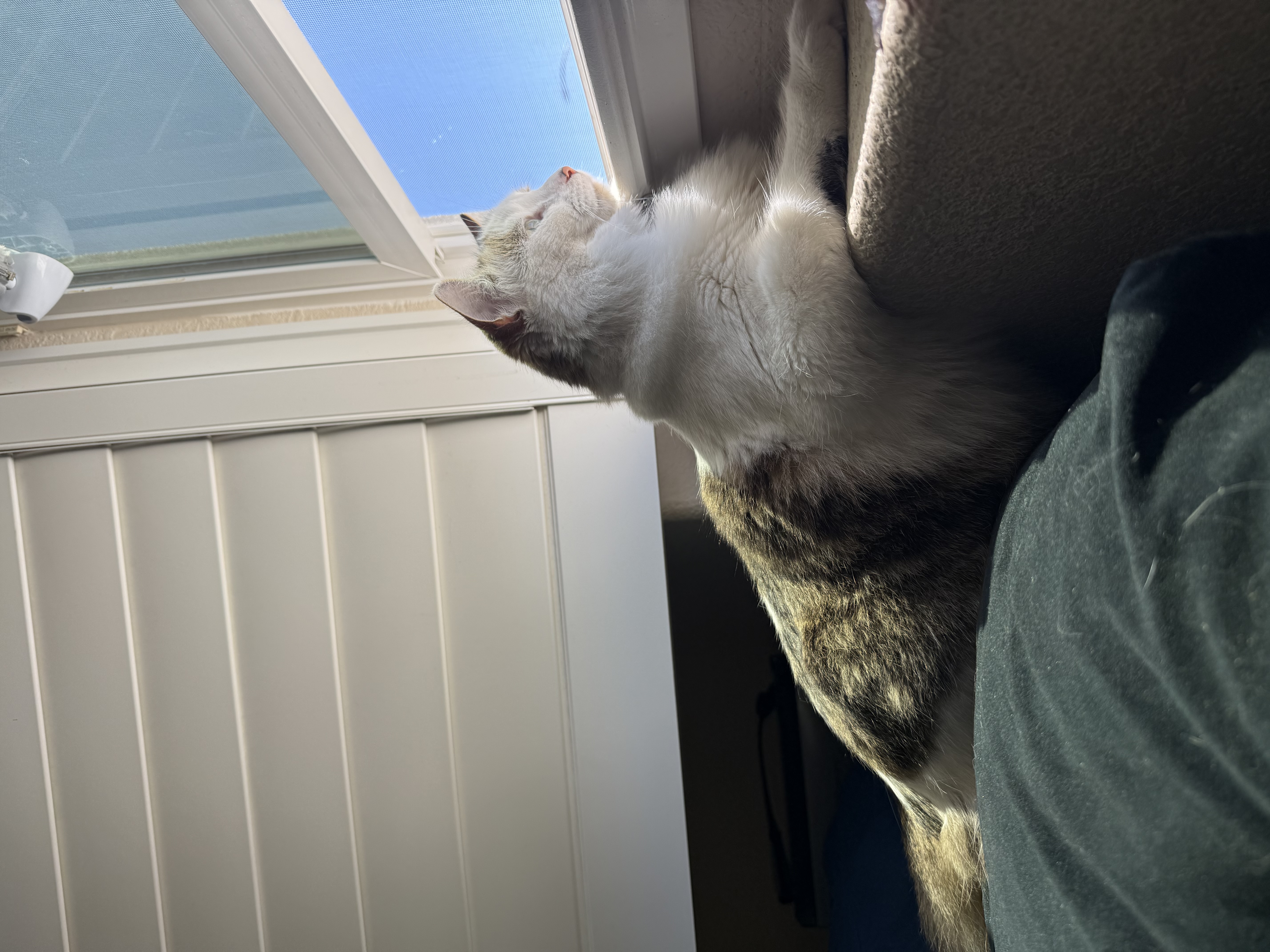 nosy ass